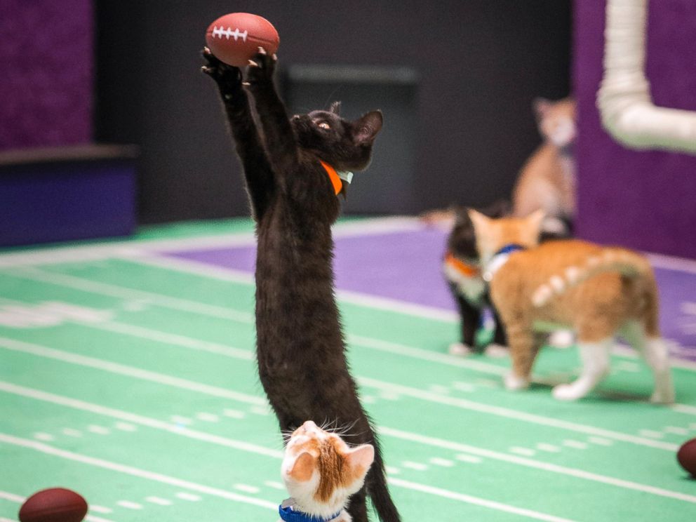 kitten playing with ball