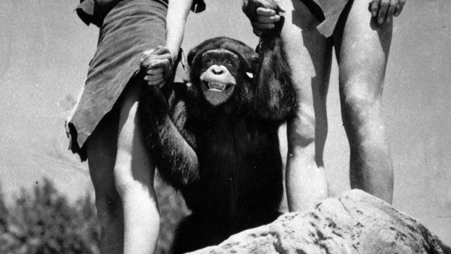 ap_cheetah_chimp_tarzan_dm_111228_wmain.