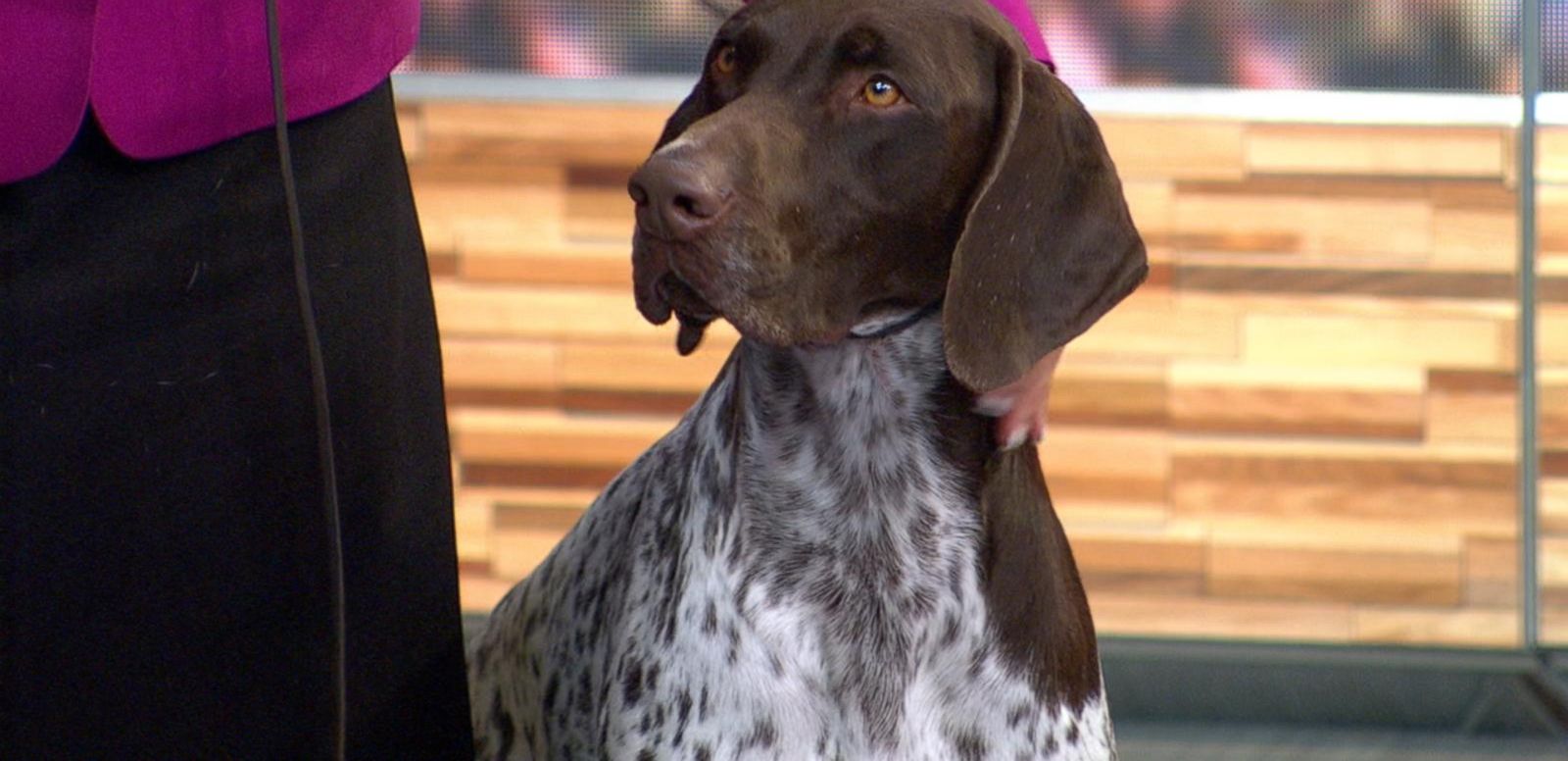 VIDEO: Westminster Kennel Clubs Best in Show Visits GMA