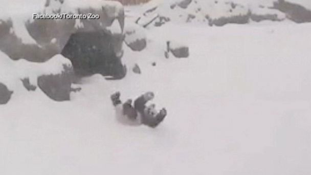 New ESl lesson plans - Playful Panda Takes a Tumble in the Snow
