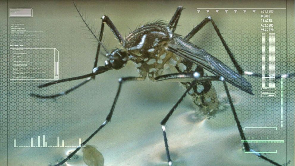 Video: Modifying Mosquitoes to Fight Zika Virus