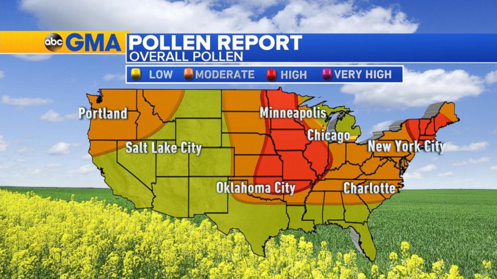 Dallas Pollen Levels Today at Roy Her blog