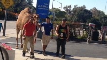 Good Morning America: GMA 11/24: Camel Escapes Circus, Wanders Los Angeles Streets