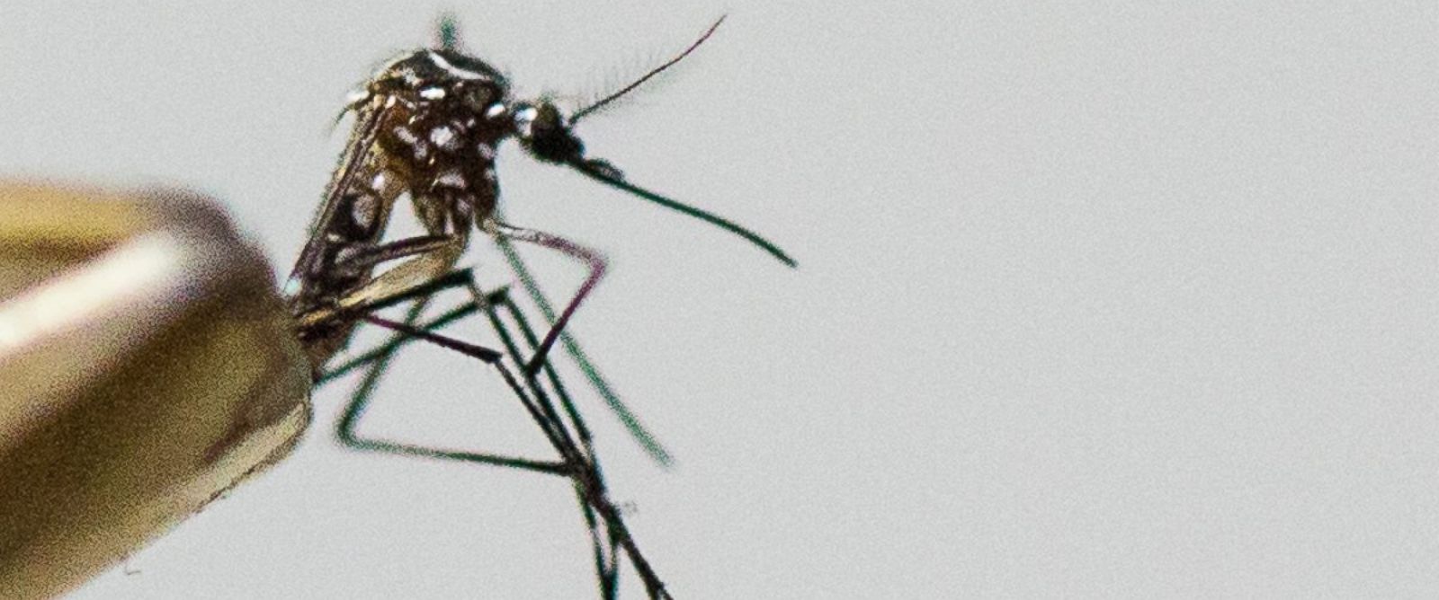 PHOTO: Aedes aegypti mosquito, the species which transmits the dengue virus, chikungunya fever and zika is photographed on March 4, 2016 in Sao Paulo, Brazil.