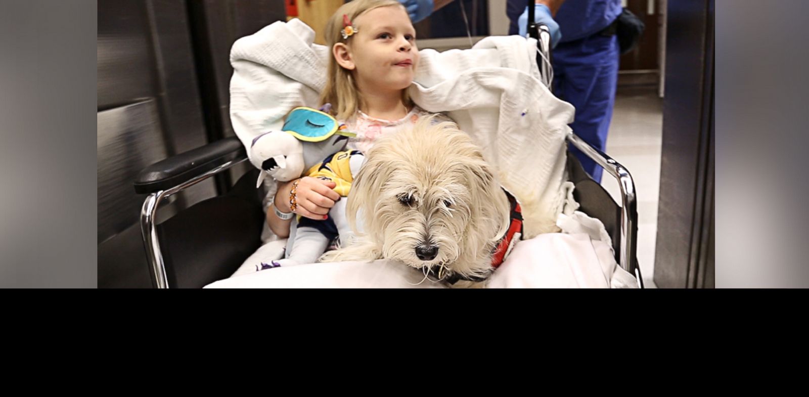 Service Dog Sniffs Out Girl's Disease, Even in Operating ...
