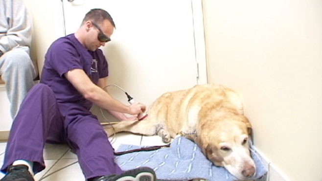 therapy for dogs pet arthritis laser therapy staves arthritis of dogs and cats abc news therapy for dogs pet arthritis laser therapy staves arthritis of dogs and cats abc news
