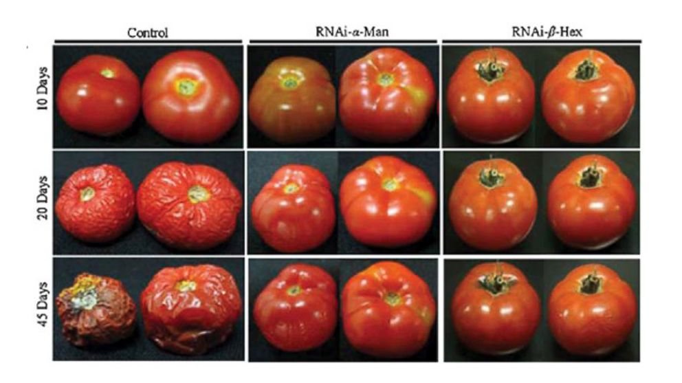 GMO Foods: The Good, the Bad and the Ugly