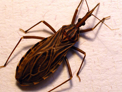 kissing bugs pictures. It is called a “kissing bug”