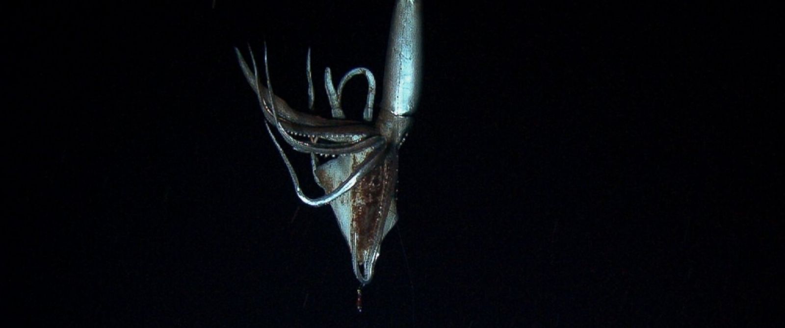 Japanese Researchers Capture Baby Giant Squid for First Time - ABC News