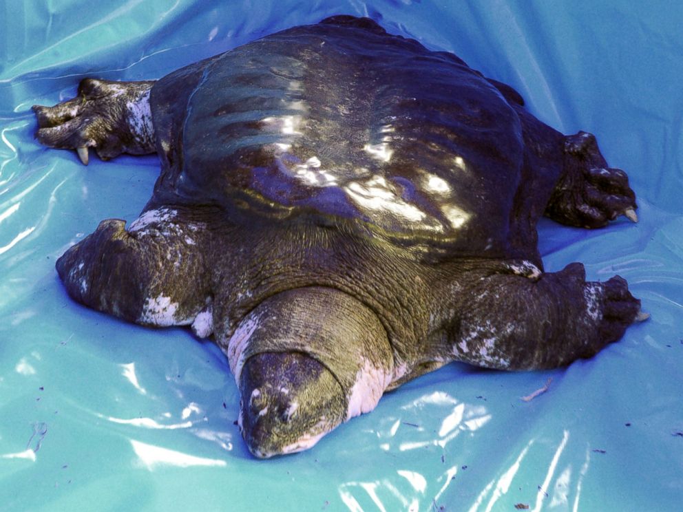 cuddly turtle