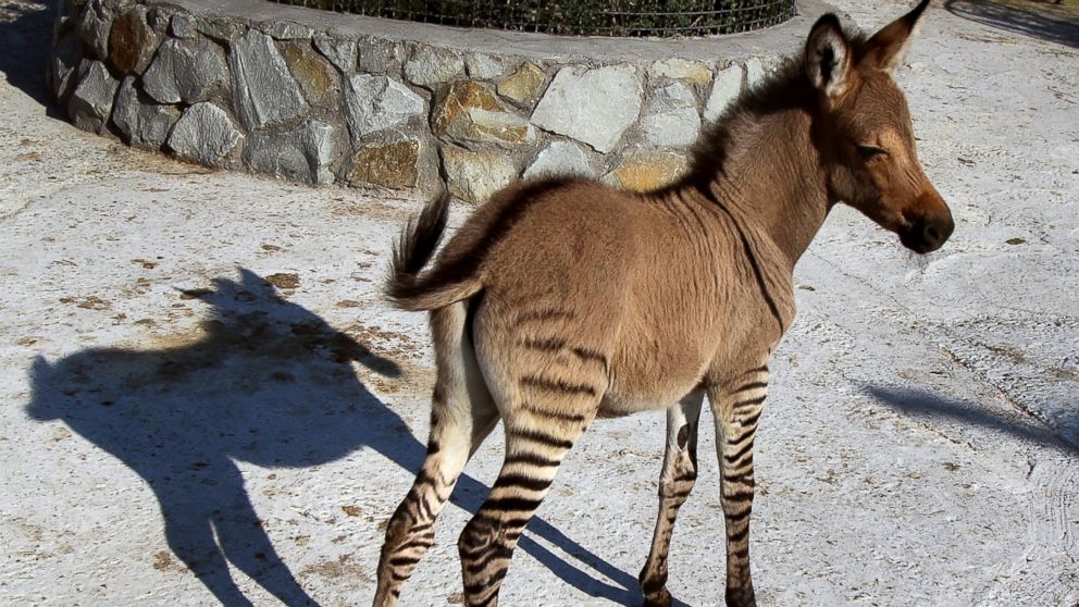 Introducing the Latest Zonkey: Zebra/Donkey Mix - ABC News