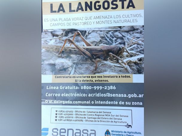 PHOTO: To combat against the locust infestation, SENASA, the government agricultural inspection agency, has created a hotline for people to call if they spot locusts in their area in this undated photo.
