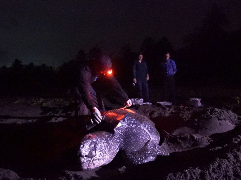 Weighing in at up to 2,000 pounds, leatherback turtles are the largest turtles on earth.