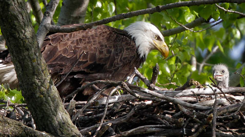 ap iowa daily life bald Eagle ss thg 120410 wblog Today in Pictures 