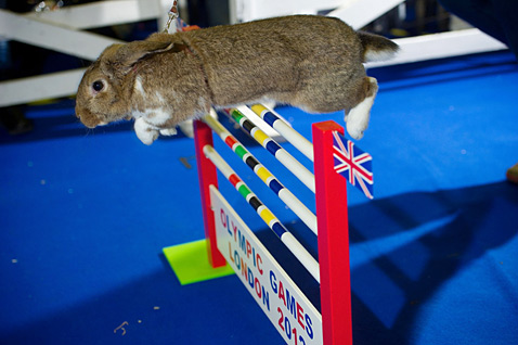 Rabbit Grand Nationals gty 137876933 Today in Pictures: Soldiers Homecoming, Romney on Campaign Trail, Little Gandhis