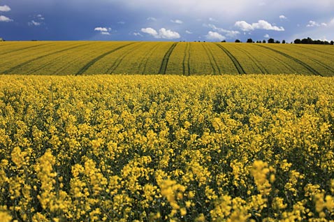 gty england rapeseeds bloom ll 120424 wblog Today in Pictures: Etna Erupts, Primary Elections, Hindu Trance