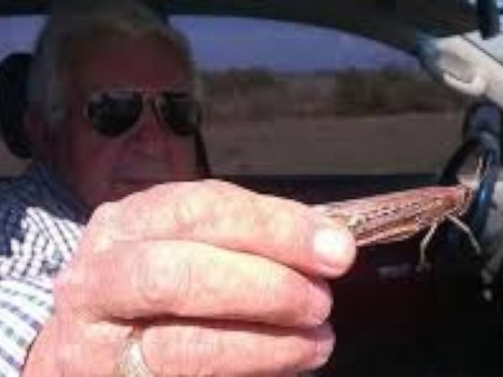 PHOTO: A man in Argentina holds a locust in an undated handout photo from CRA.
