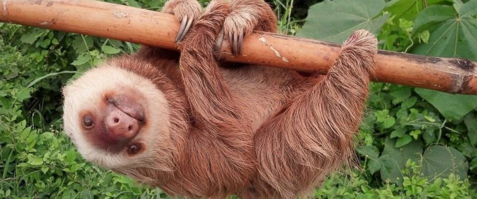 rescued-sloth-now-happily-hanging-out-abc-news