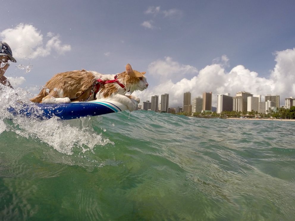 A woman goes surfing with her cats who are 'fascinated' by water