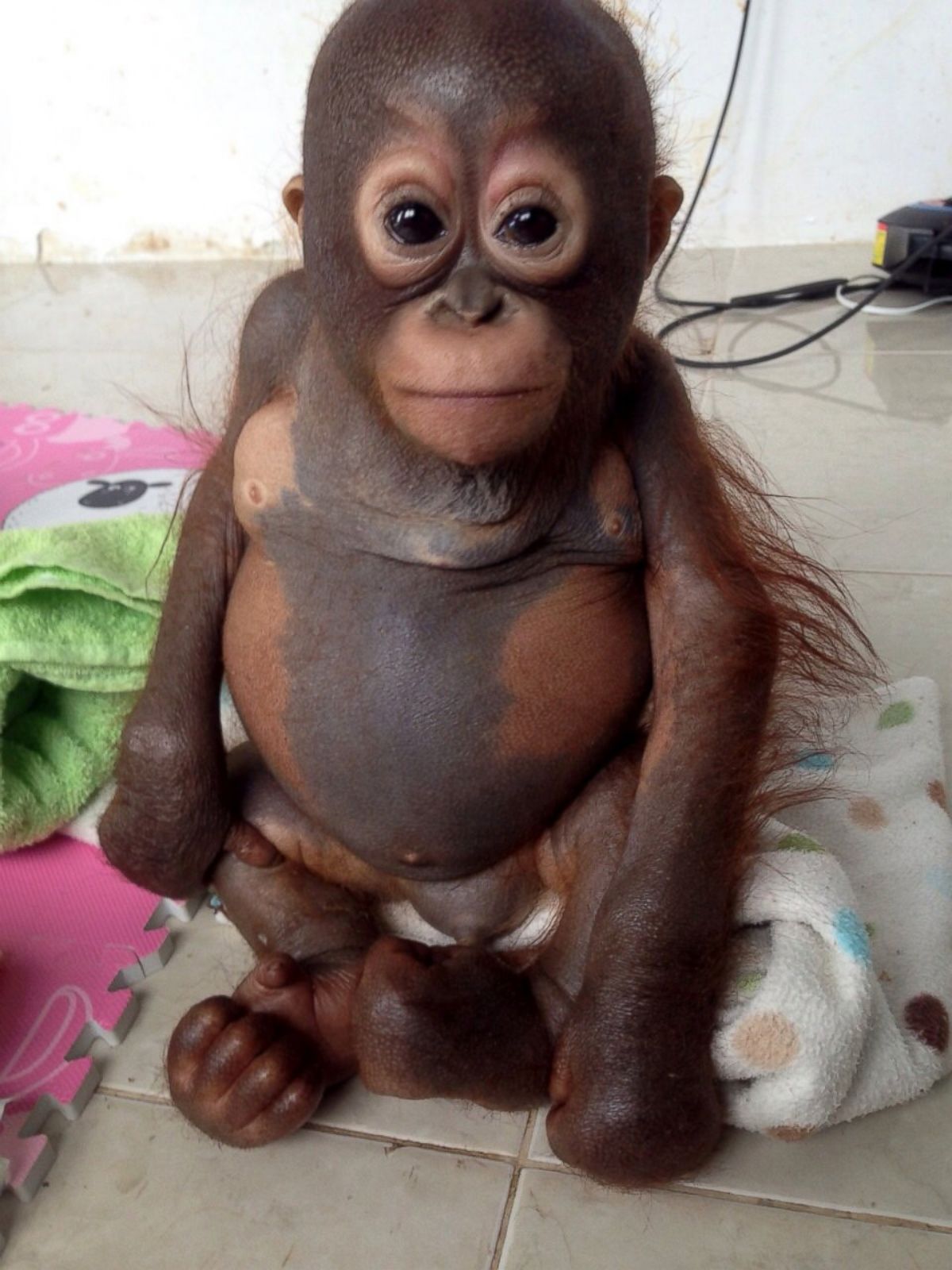Baby Orangutan Named Budi Thrives After Rescue Picture | Cutest Baby Animals From ...1200 x 1600