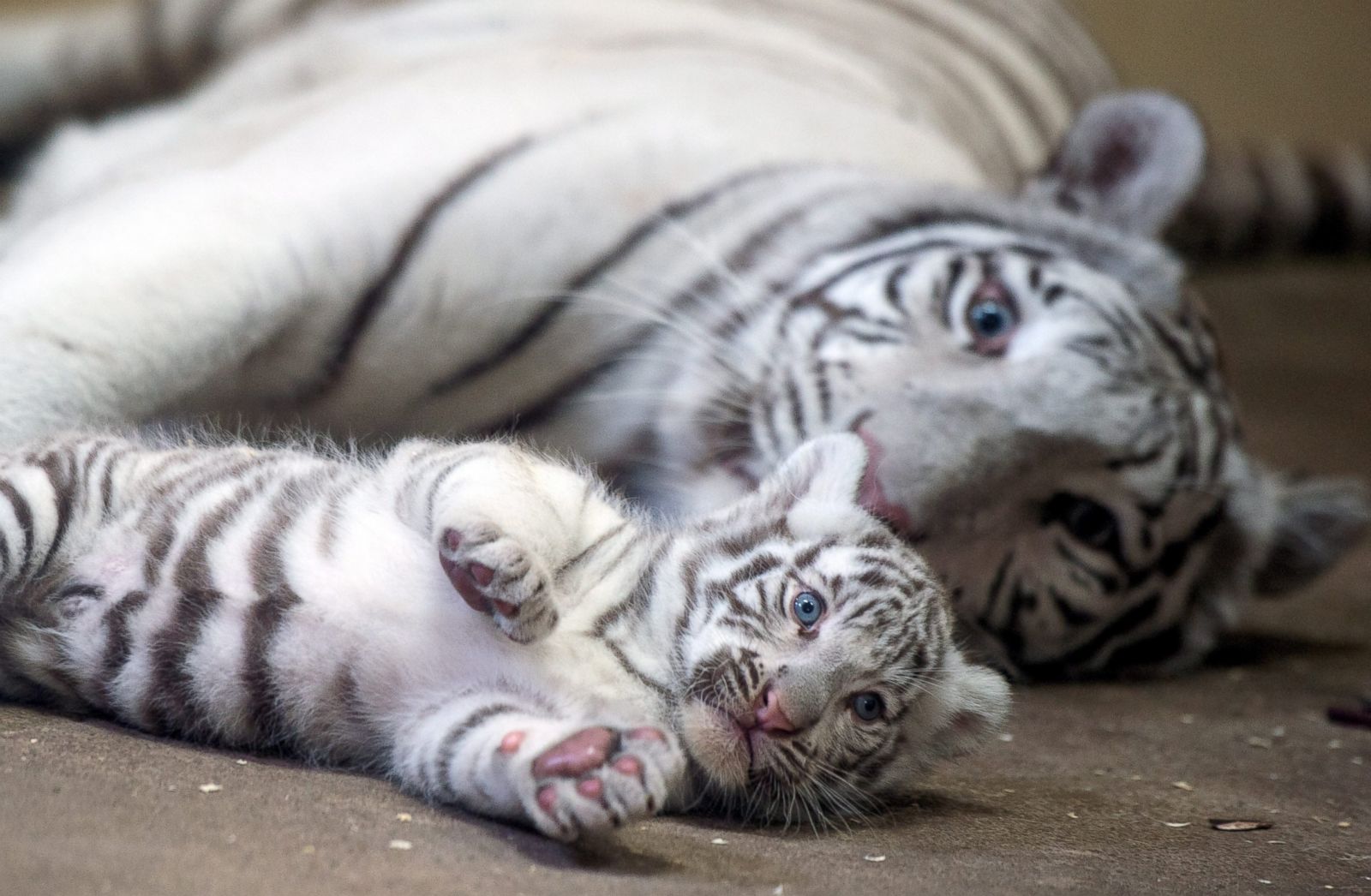 white and black baby tiger