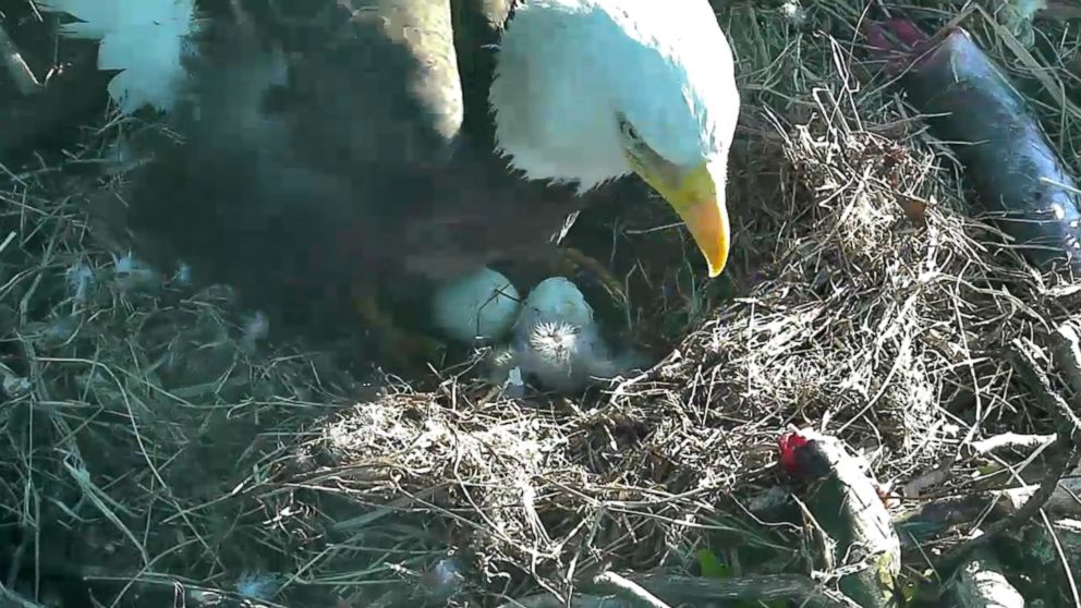 First of Two Baby Bald Eagles Hatches at D.C.�s National