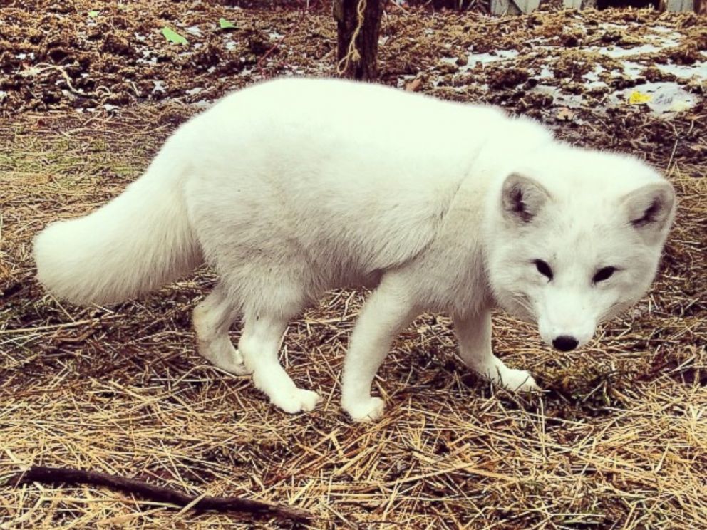 Adorable Pet Arctic Fox Starts Cracking Up Whenever He Hears Laughter