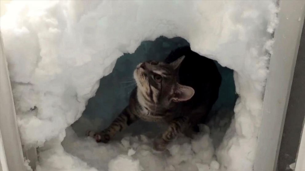 This Cat Built a Mini Igloo for Himself