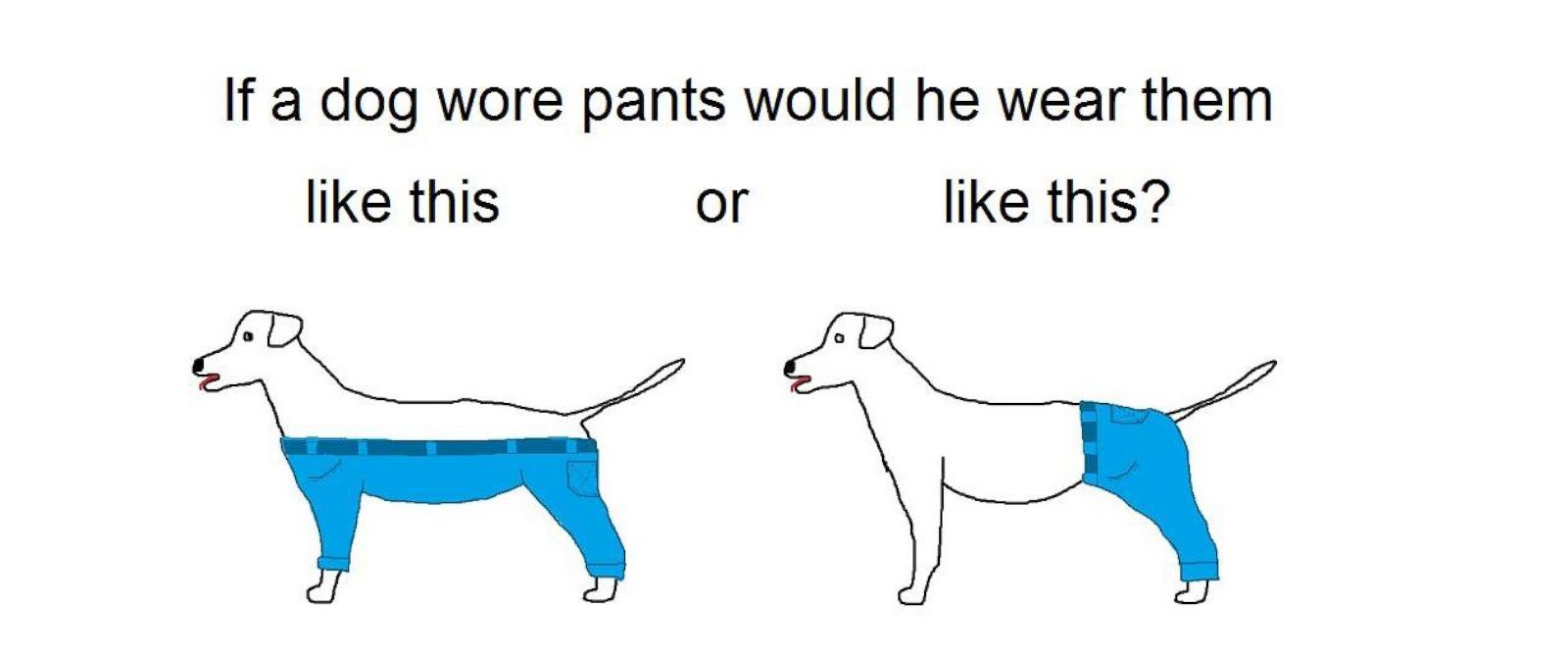 How Would a Dog Wear Pants? It's the Most Important ...