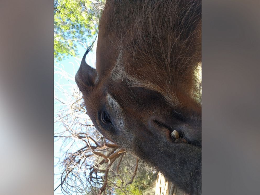http://a.abcnews.go.com/images/Lifestyle/HT_google_photo_red_river_hog_selfie_1_float_jt_160306_4x3_992.jpg