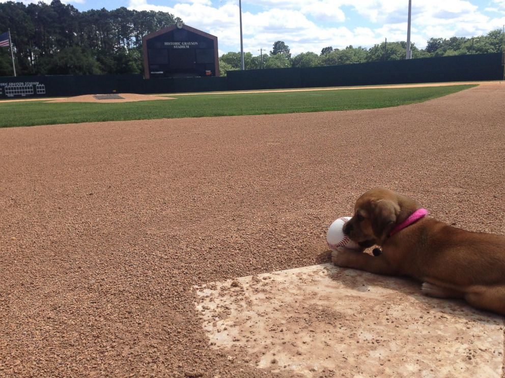 PHOTO: A baseball team in Savannah Georgia, The Savannah Bananas, adopted a puppy named Daisy who was abandoned at the teams stadium. 