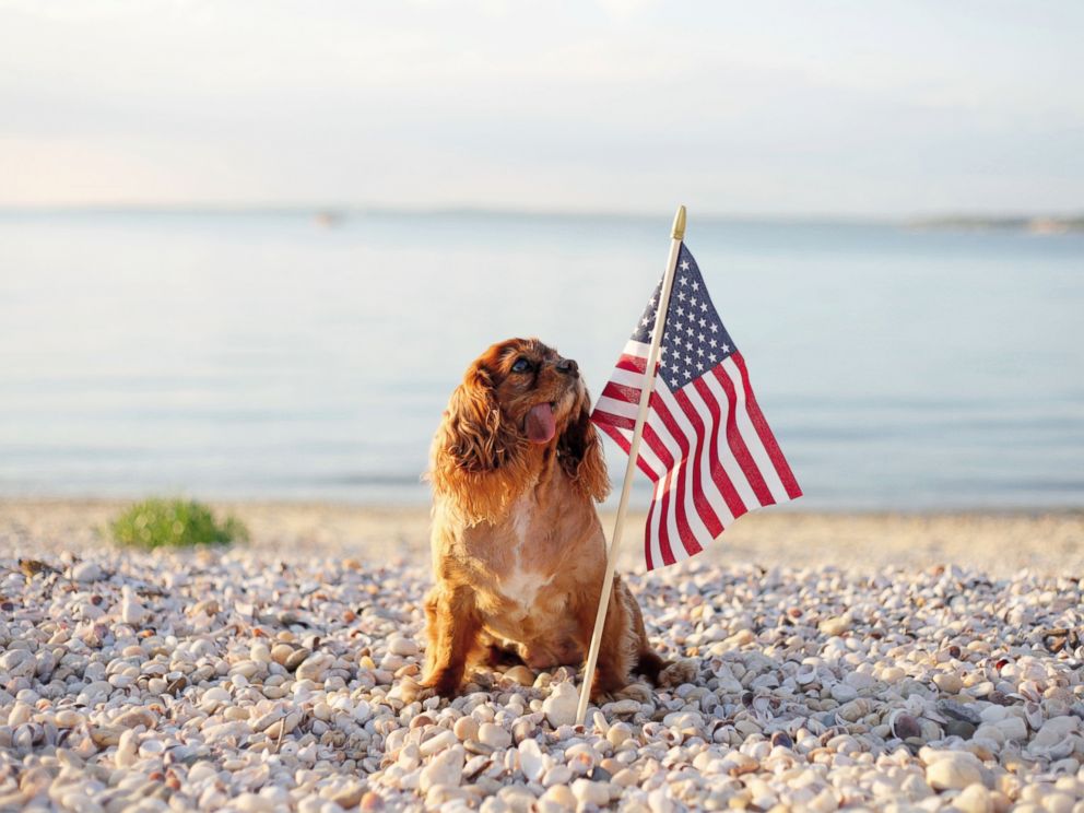 Toast The Dog Appears On ‘gma For Launch Of The Book ‘toasthampton