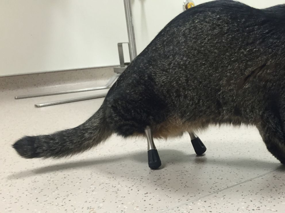 Vincent the Cat's Video Goes Viral Thanks to Rare Prosthetic Legs ABC