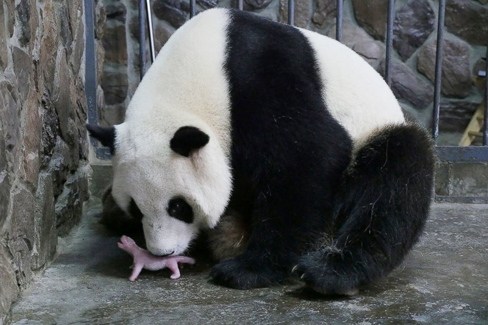 Panda Plays With Her Newborn Cub in China Picture | Cutest Baby Animals