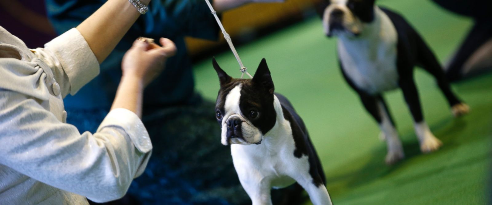Westminster Kennel Club Show Top 5 Dogs to Look Out For ABC News