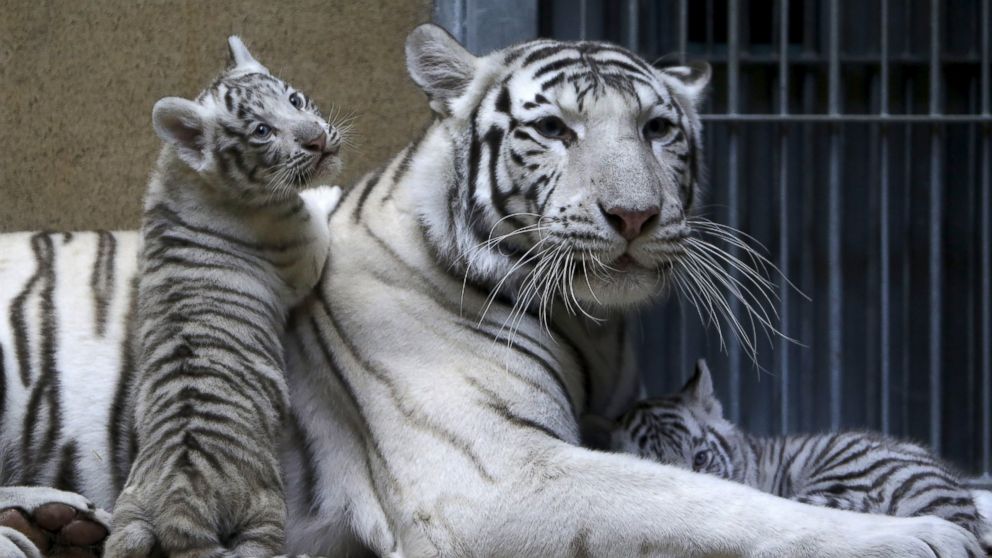 Photos:  White Tiger Rests With Its Baby Cubs