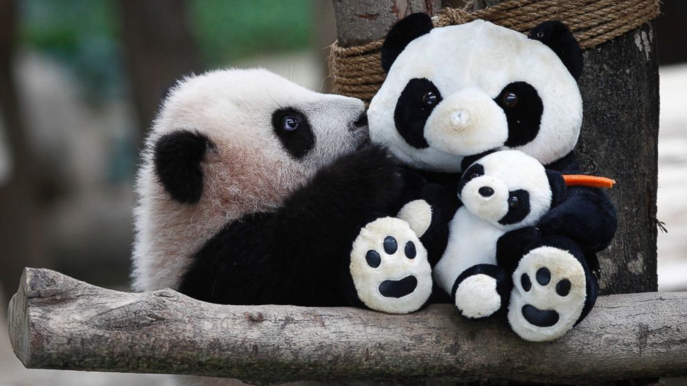 Photos:  Panda Cub Plays With a Stuffed Lookalike