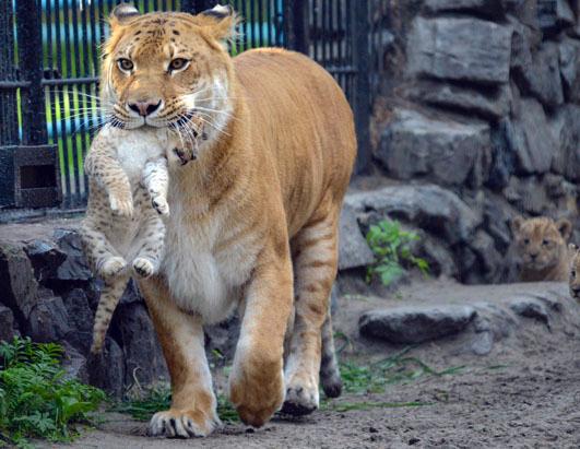 adorable-liger-cubs-make-their-debut-picture-liger-cubs-make-their