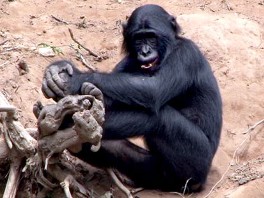 Sexy Beasts Bonobos Make Love Not War Abc News