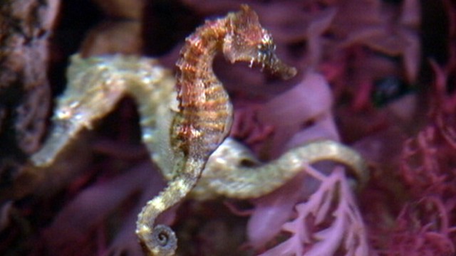 Video: Seahorses: Marvels of the Sea