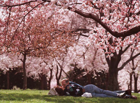 www.cherry blossom for love dating romance and marriage