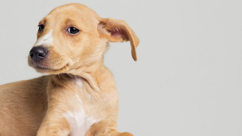 dog with droppy ears