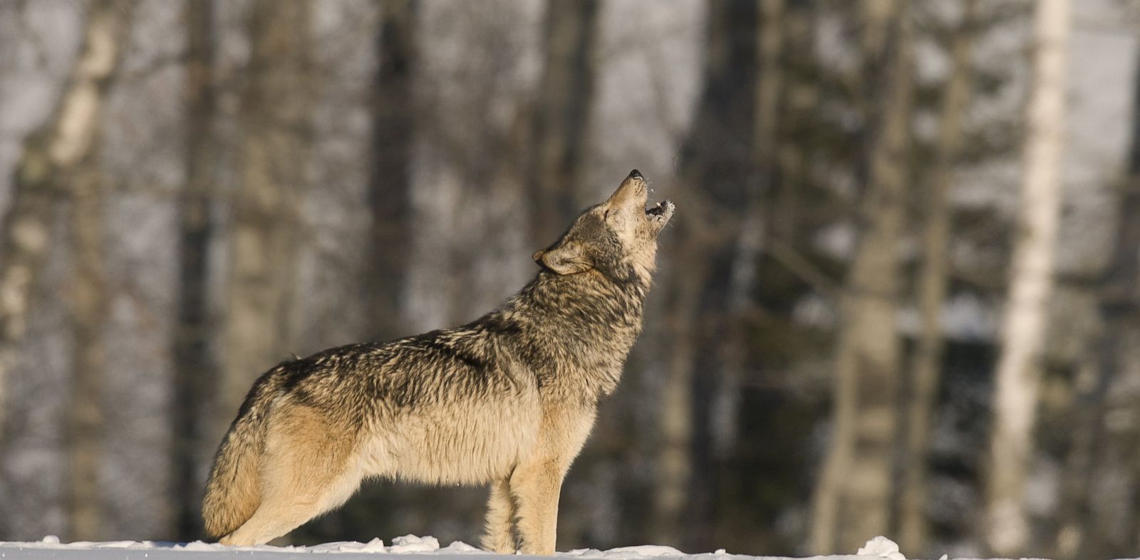 Why Do Wolves Howl Love Scientists Say Abc News
