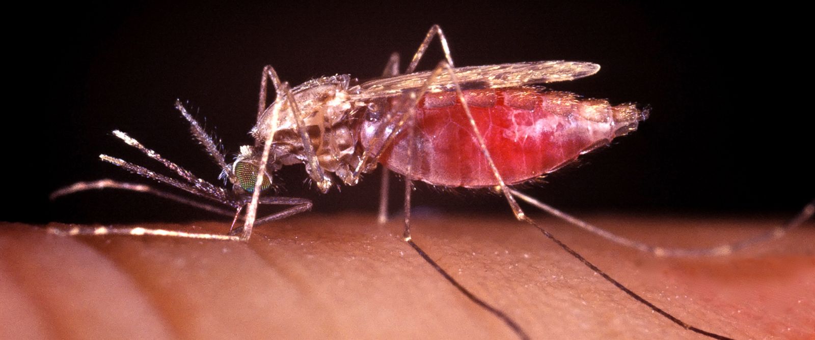 How Sex Could Wipe Out Malaria ABC News