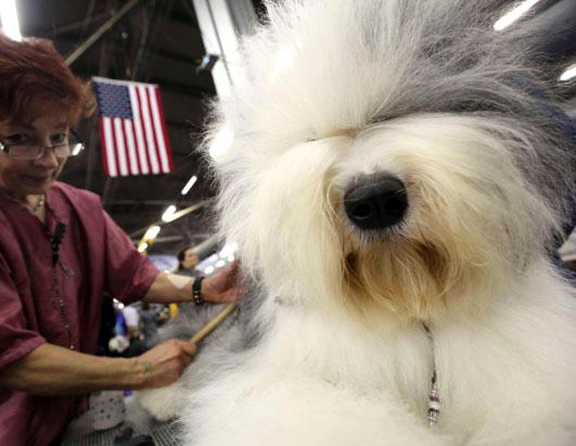 http://a.abcnews.go.com/images/Technology/ap_old_english_sheep_dog_westminster_backstage_ss_thg_130212_ssh.jpg