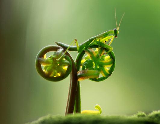 pedaling mantis