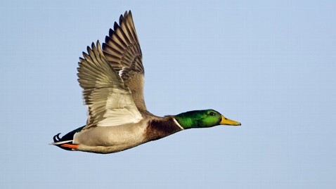 gty mallard duck flight jt 120429 wblog Climate Canard No. 2: Warming Has Stopped A Very Temporary Duck