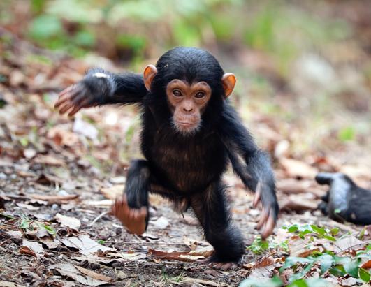 http://a.abcnews.go.com/images/Technology/sn_baby_chimp_walking_jef_ss_120712_ssh.jpg