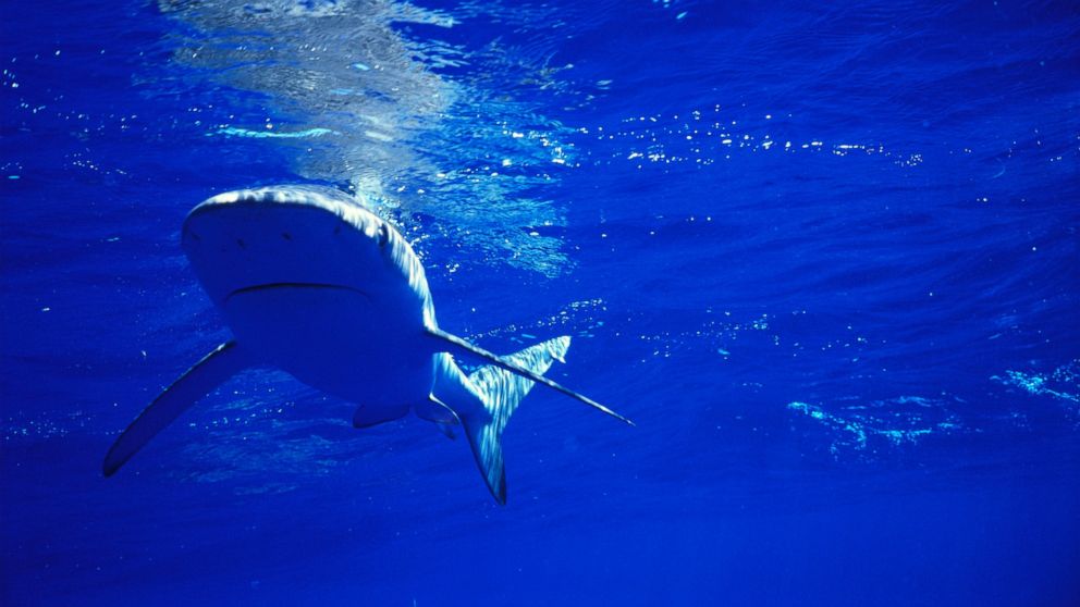 Will Shark Attacks Take a Bite Out of Hawaii Tourism