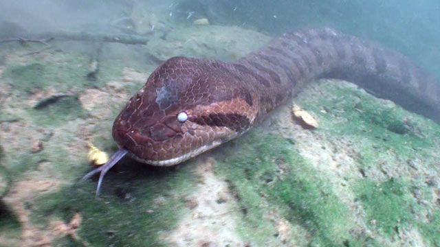 anaconda remote instance